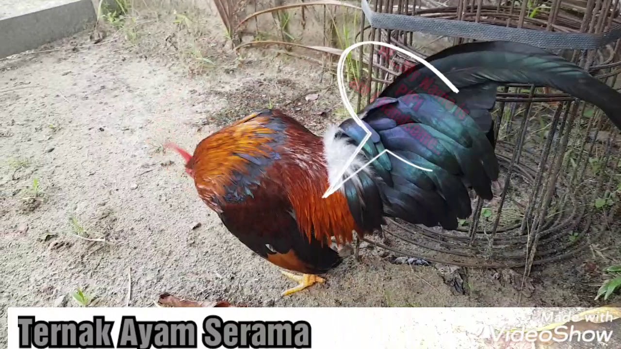 Ayam Serama yang cute 