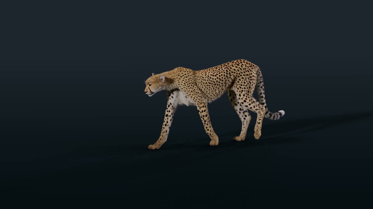 cheetah 3d review