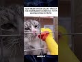 gatinho bravo