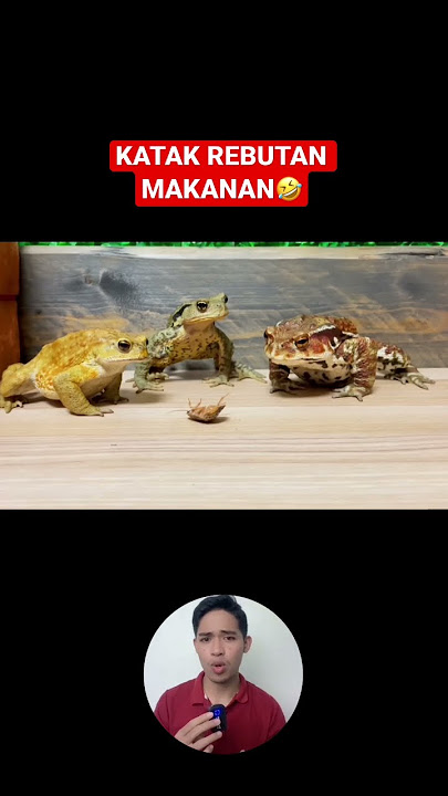 KOCAK‼️😂3 KATAK BEREBUT MAKANAN #shorts #hewan