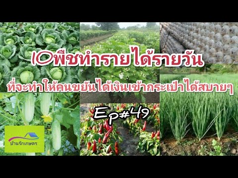 10พืชที่ทำรายได้ทุกวันเข้ากระเป๋าได้สบายสำหรับคนขยัน Ep#49