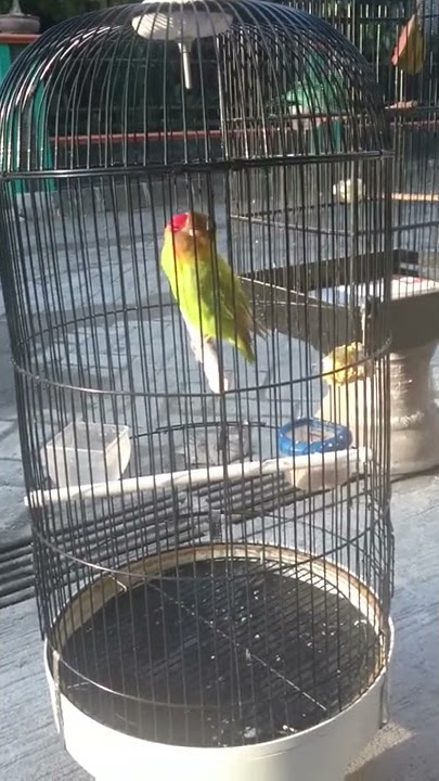 Lovebird Kusumo
