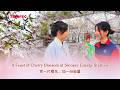 A Feast of Cherry Blossom at Sinopec Energy Stations