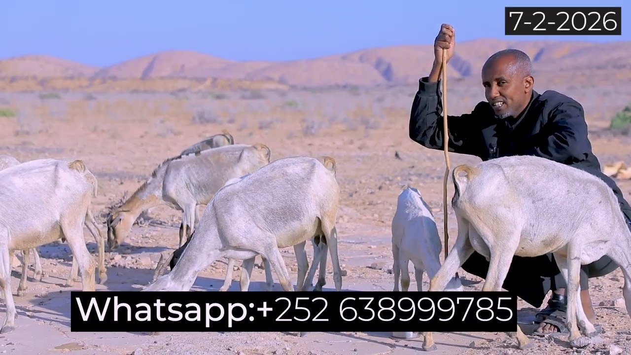 Muuqaallo murugo leh iyo gurmadka waraabi walaalkaa