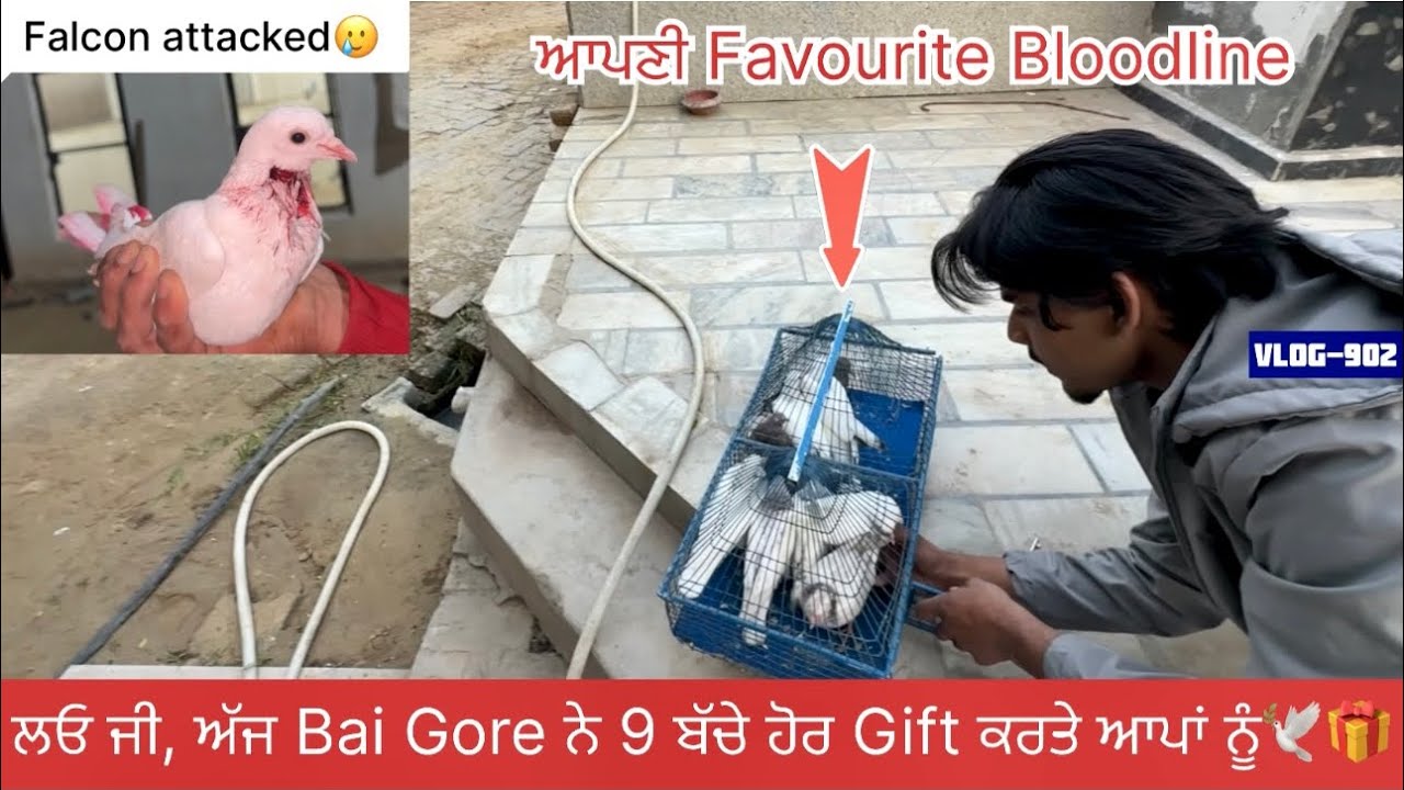 ਅੱਜ ਸਾਰੇ ਵੱਡੇ-ਛੋਟੇ ਬੱਚੇ ਬਾਹਰ ਕੱਢੇ, 1 ਬੱਚੇ ਨੂੰ ਬੈਹਰੀ ਲੈਗੀ 1 ਨੂੰ ਜਖਮੀ ਕਰ ਗਈ🕊️🦅|| ਗੁਰੂਸਰ ਵੀ ਗਏ ਬਾਈ ਕੋਲ 