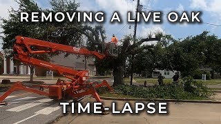 TIME-LAPSE TUESDAYS. NEW SERIES! Cutting down a #liveoak #treeremoval