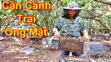Cận cảnh thu hoạch mật ong . lục ngạn . bắc giang
