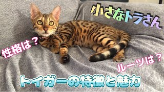 【メル日記】トイガーの歴史と魅力をご紹介!