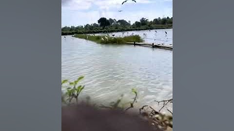 Tiếng diệc xám gọi Đàn