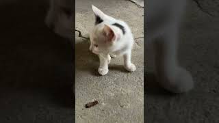 Dapat makanan #viral #dreamtrackai