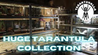 Tarantula Collection Overview 2023