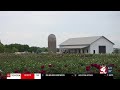 Peony farm near Milford draws visitors at peak bloom