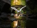 Grace in flight beneath the ancient bridge 🦢✨ Nature’s perfect moment captured. #mongolianmountains