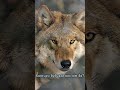 Э Төрмандах Чонын хийморьтой эр хүн Э Төрмандах Чонын хийморьтой эр хүн