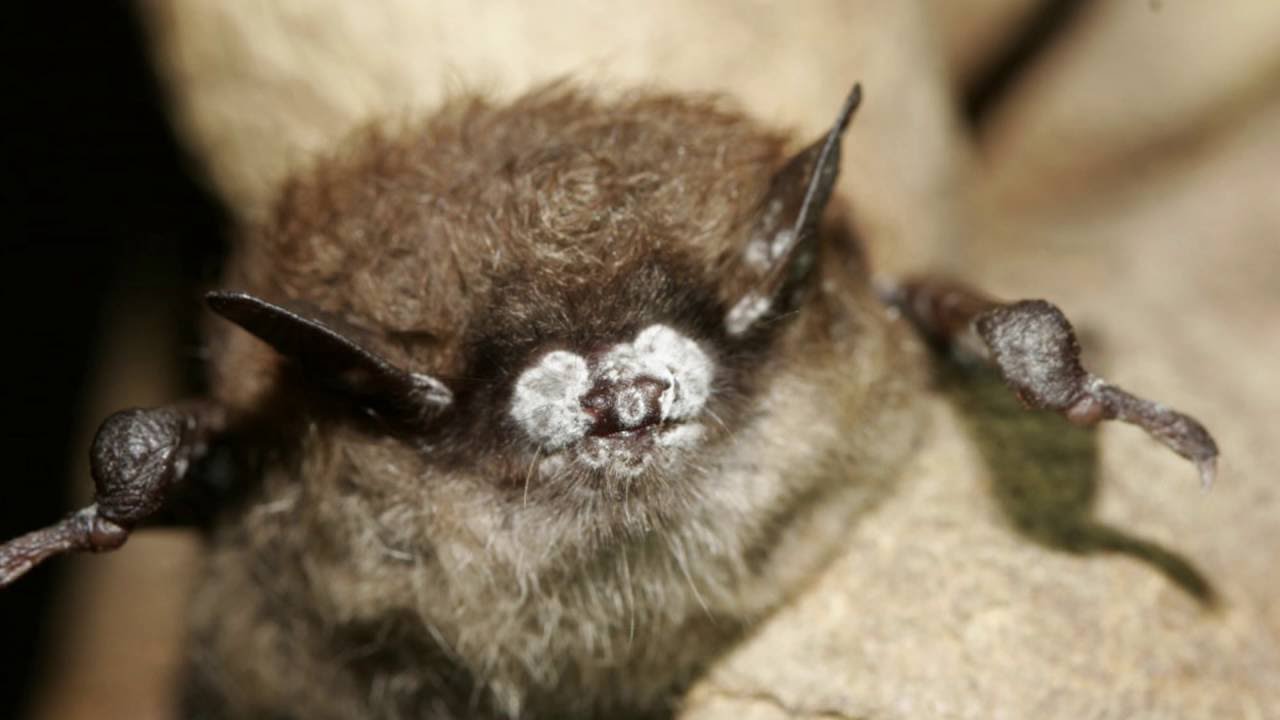 white nose syndrome origin It's All About Bats: NPS veterinarian shares passion for bats at BioBlitz2016, D.C.