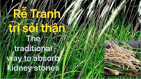 Bài Thuốc Trị Sỏi Thận, Bí Tiểu, Thanh Nhiệt Giải Độc Từ Cỏ Tranh-Cây thuốc nam-Tèo Tây Nguyên vlogs