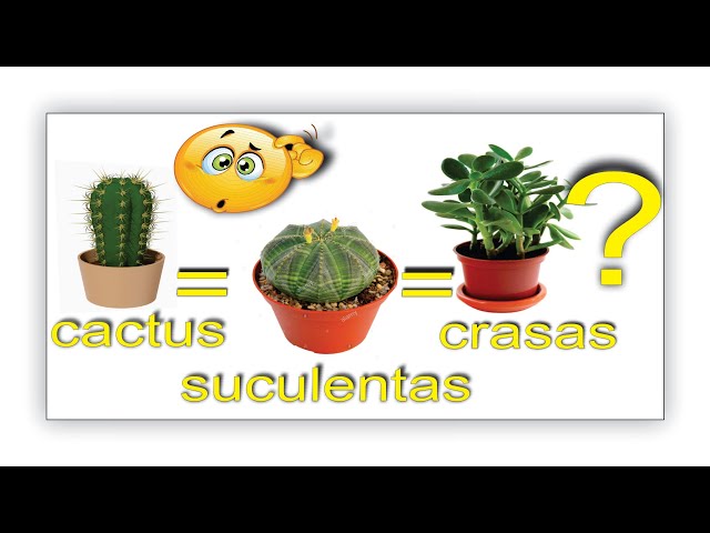 diferencia entre suculentas crasas y cactus  - YouTube