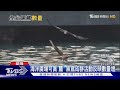 海洋廣場賞「鷹」去! 全台黑鳶數量稍回升 南.北部出沒增｜十點不一樣20240304 @TVBSNEWS01