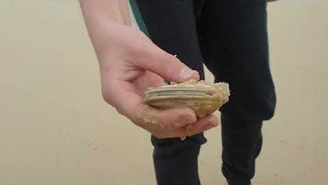 Finding Pipis on the Beach at Fraser Island | All About Fraser