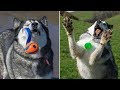 Try Not To Laugh - Funny Dogs Reaction When Having Bad Luck ★ Funny Babies and Pets