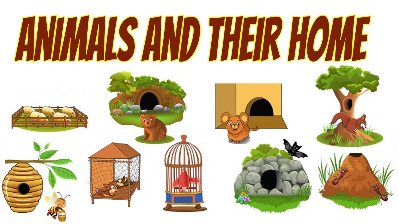 Animals and their Homes | Animals and their Homes for Kids - YouTube