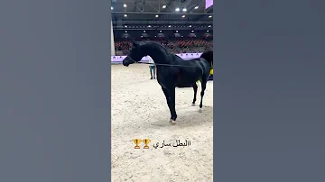 حصان ادهم عربي اصيل اسود Shorts 