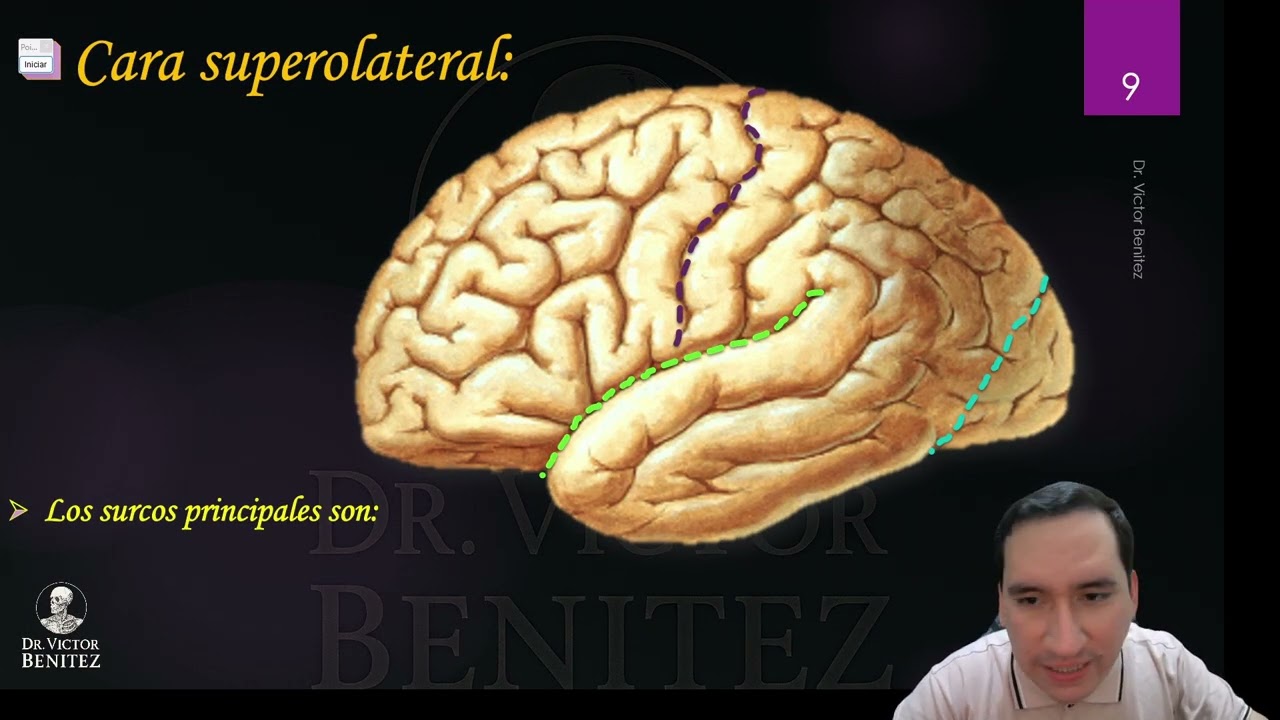Neuroanatomía - Cerebro