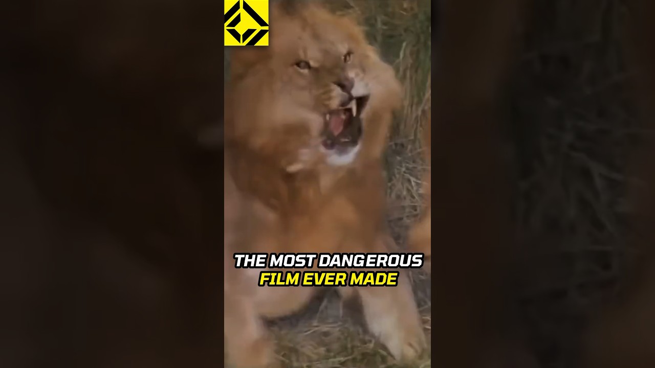 Stunts with Lions were a BAD IDEA!
