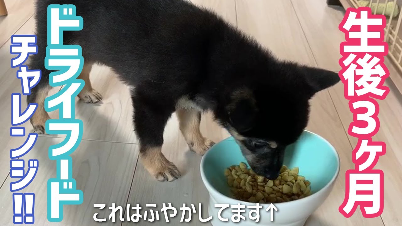 [最も共有された！ √] 犬 ドライフード ふやかす 436749犬 ドライフード ふやかす いつまで