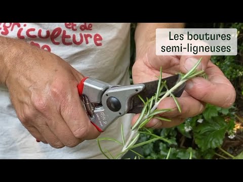 Vidéo: Semi-arbuste Securinega