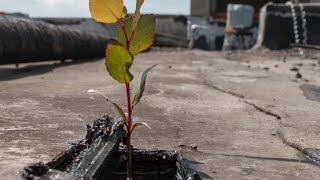 Détroit, une ville à replanter