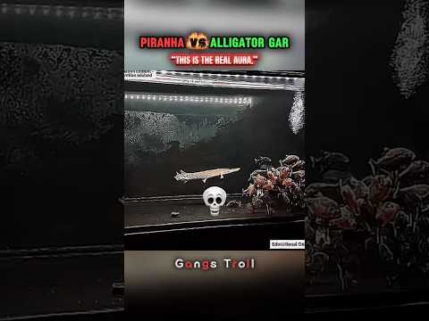 Automotive Gar