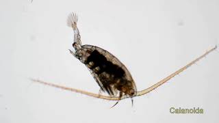 Copepoda Cladocera