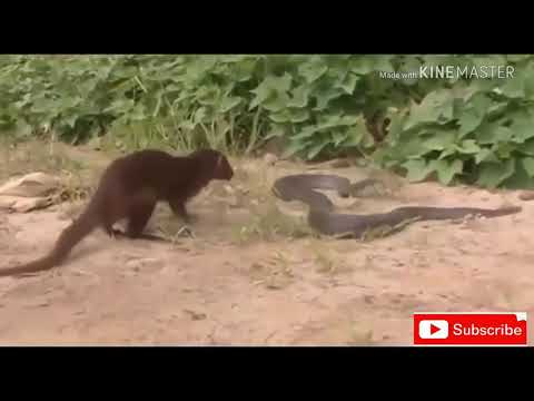 MUSANG VS KING COBRA