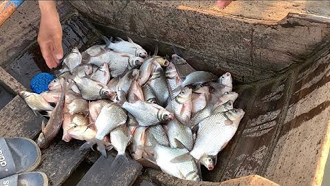 Câu cá bè bình thạnh trúng ỗ cá dãnh dựt mỏi tay