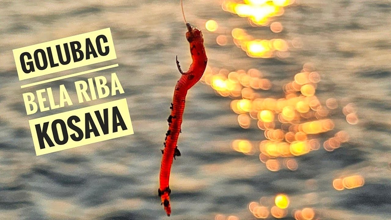 DUNAV U GOLUBCU - SKOBALJI  A NE BABUSKE???