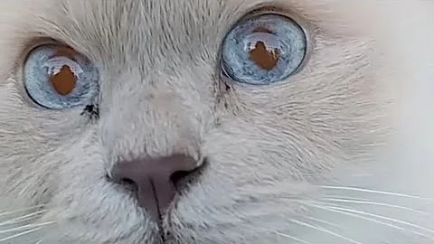 Watch the video about Birman Lilac Cats Compilation #1