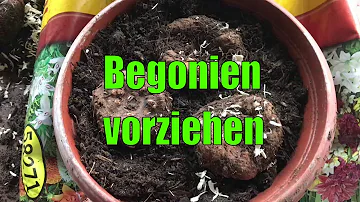 Wie pflanzt man Begonien Zwiebeln?