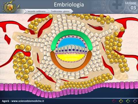 Video: Cosa succede nello strato ectoderma del disco embrionale?