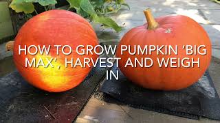 How To Grow Pumpkin 'Big Max' Harvest And Weigh In