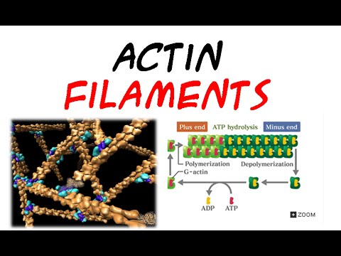 Actin filaments | structure and assembly