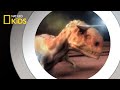 Dinosaur Adaptations and Characteristics