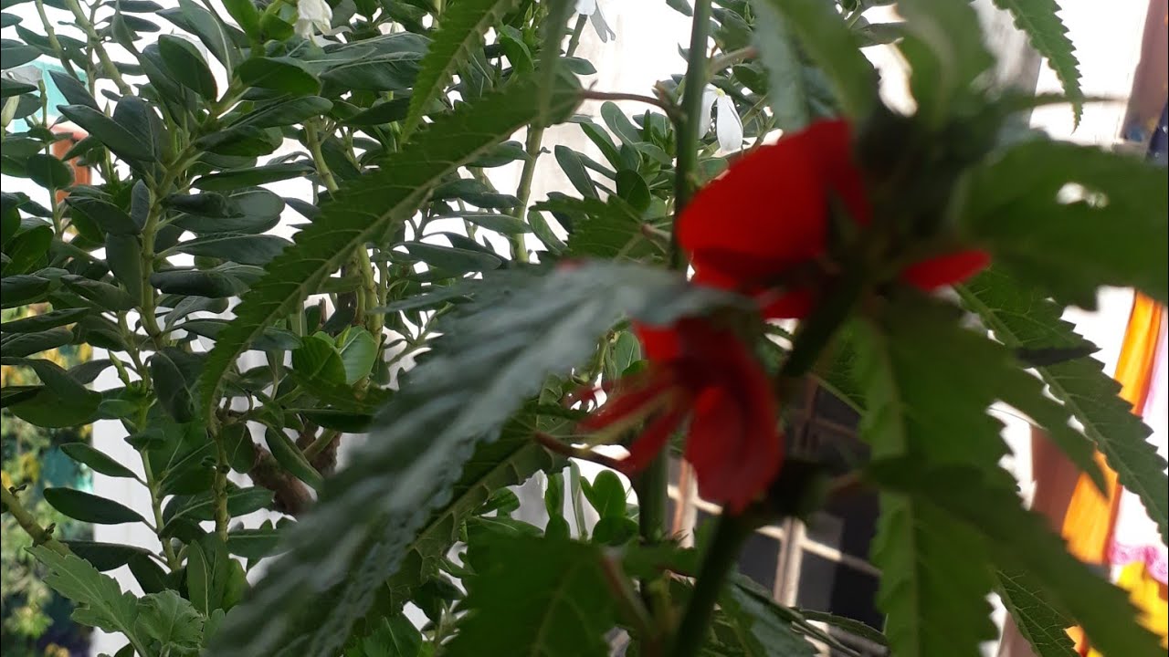 How to grow duparhiya in hindi/urdu|Midday Mallow|NoonFlower|Pentapetes|ScarletFlower|Coppercups