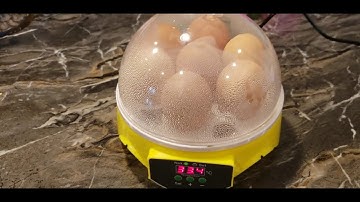 Mini intelligent 7 egg incubator