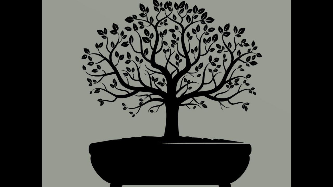 Maslina - bonsai