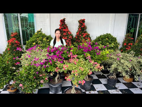 Hoa Giấy ghép đủ màu, Bông Trang, Me chua [0799.667521] Nguyễn Ngọc chào bán 2/8 – LTK Bonsai