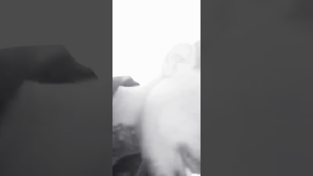 Trap 2019 septiembre // Venezuela // 