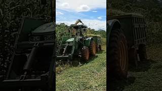 Trator john Deere 5078e fazendo a silagem de milho #trator #pecuarista #agro