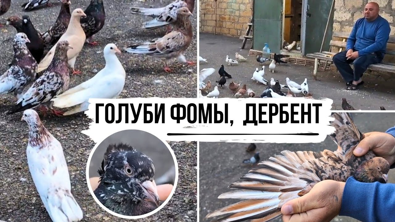 ЭКСКЛЮЗИВ❗️Шикарная коллекция мраморных бойных голубей Фомы из г. Дербент | Almond / Stipper pigeons