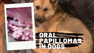 My dog has warts in her mouth! Canine papillomavirus overview by Live Breathe Dogs 25,776 views 4 years ago 2 minutes, 38 seconds